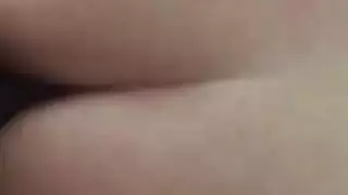 الحمار العربي الكبير